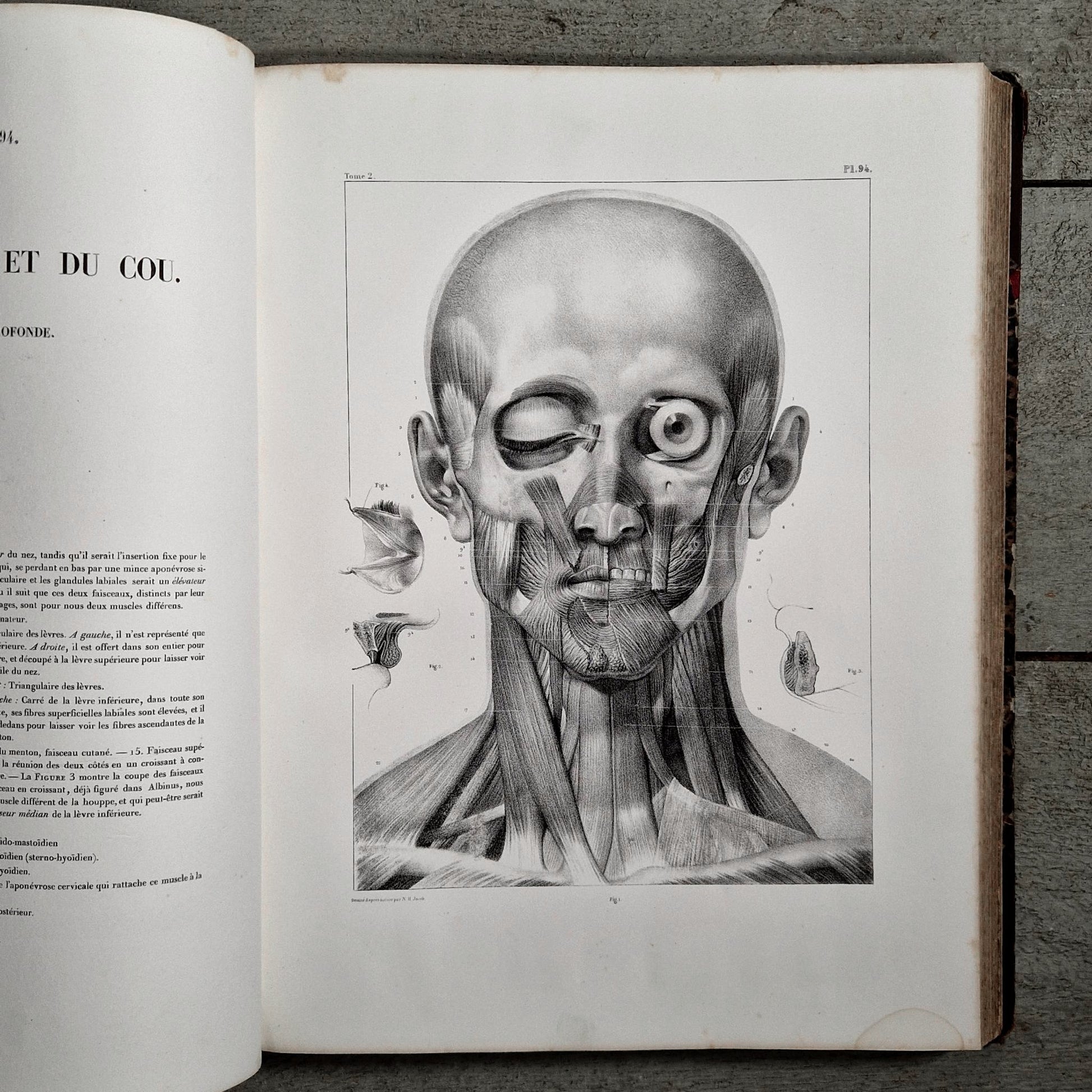 medical anatomy historical illustrations