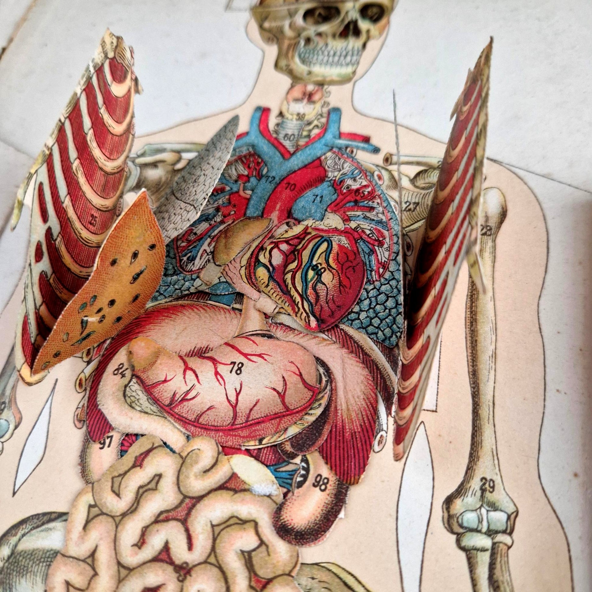 medical illustration book 19th century