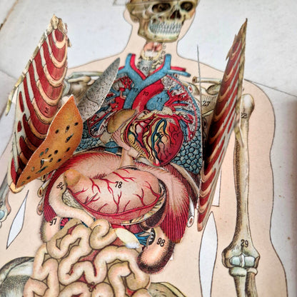 medical illustration book 19th century