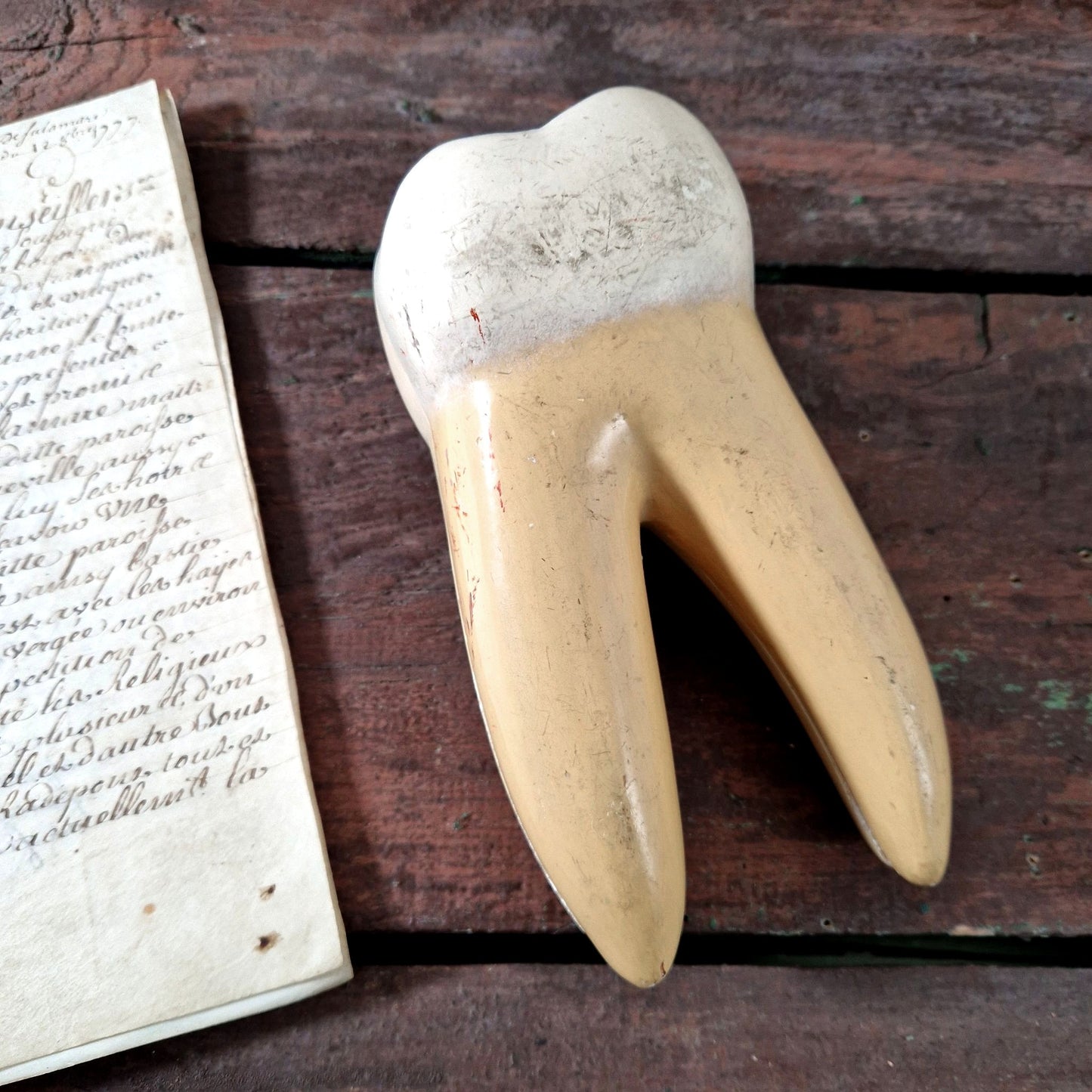 modele anatomique dent ancienne platre