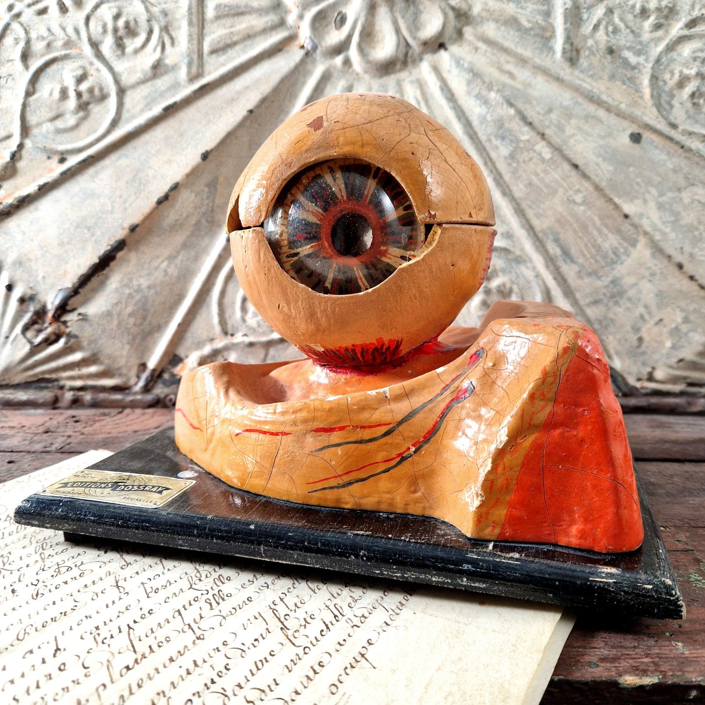 modele anatomique oeil editions dossray