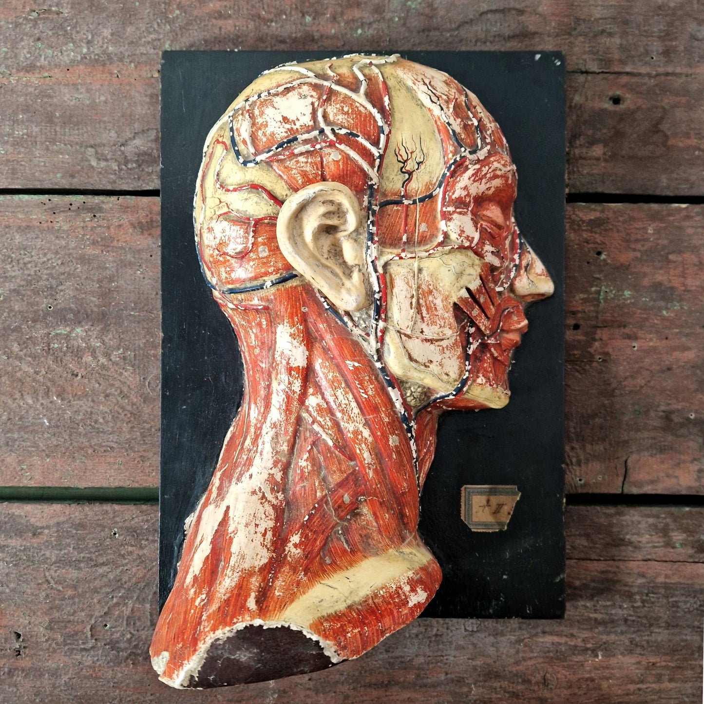 modele anatomique tete carton ancienne