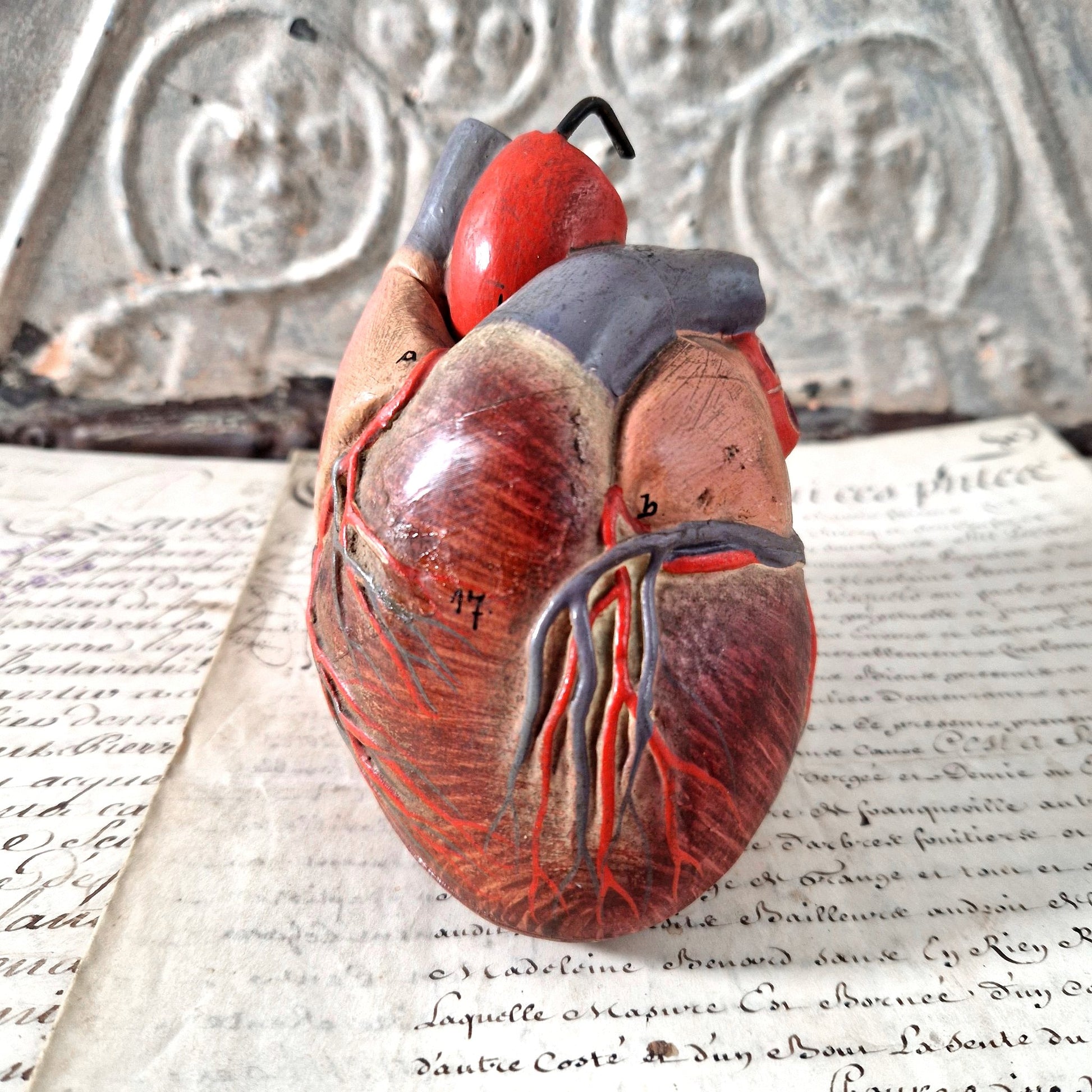 modele platre coeur humain 1900