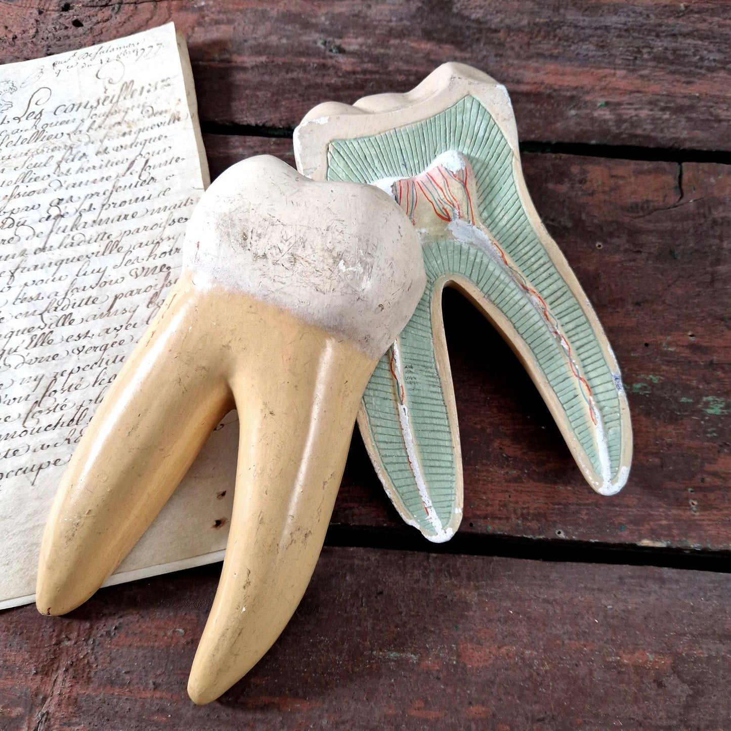 molaire humaine demontable pedagogie