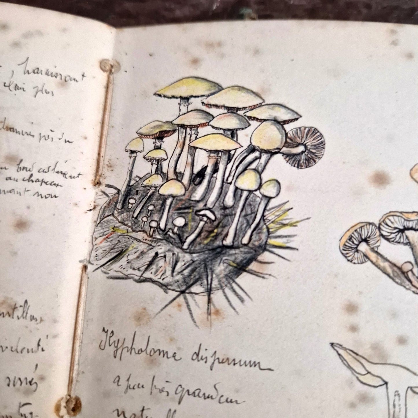 mushroom field journal lesq 1915