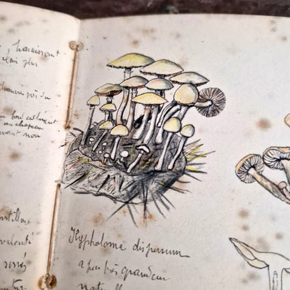 mushroom field journal lesq 1915