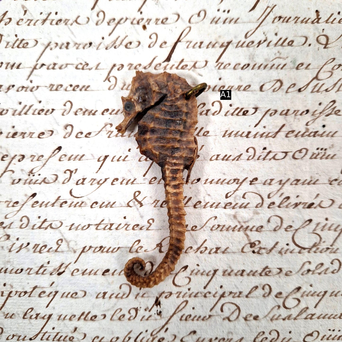 naturalized seahorse for display