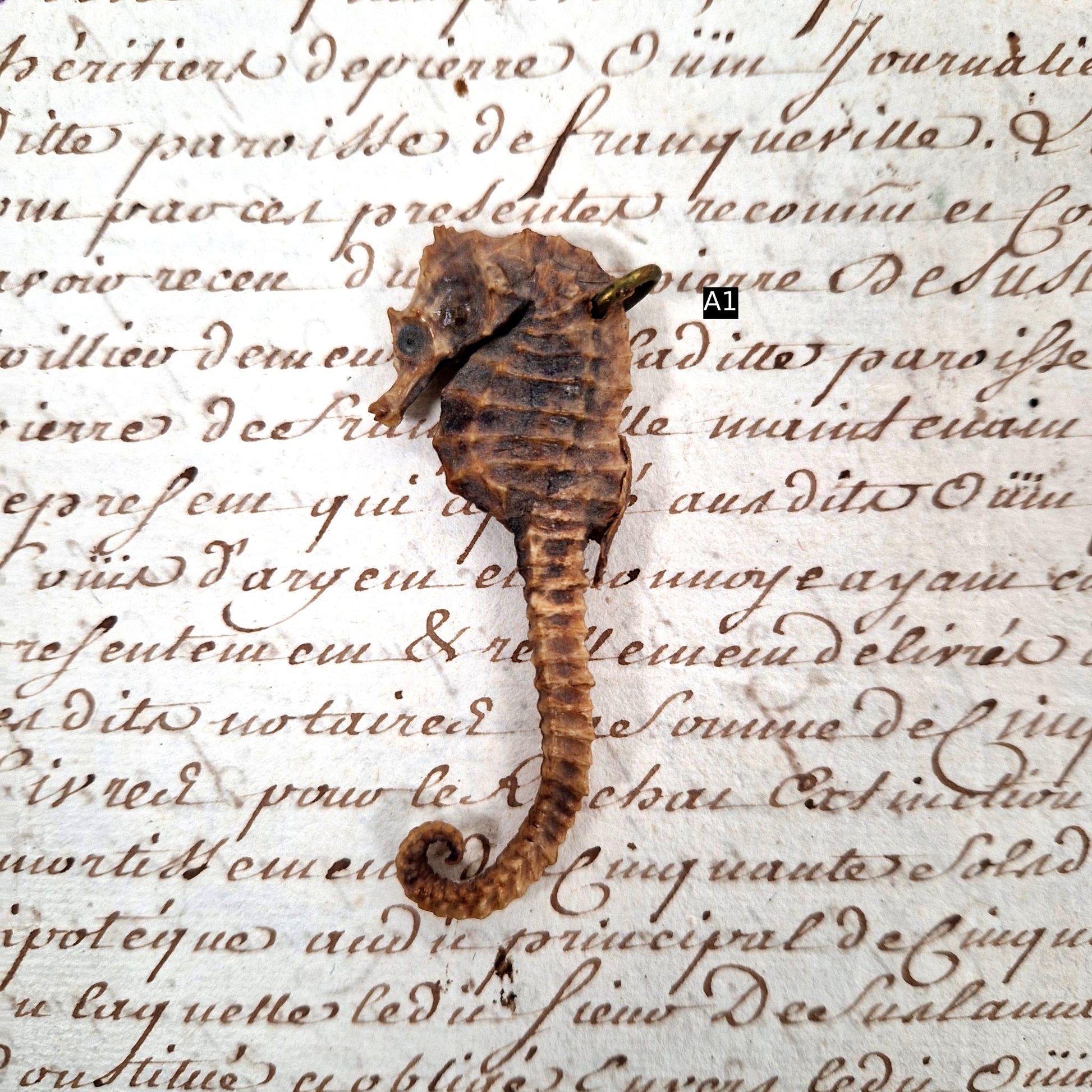 naturalized seahorse for display