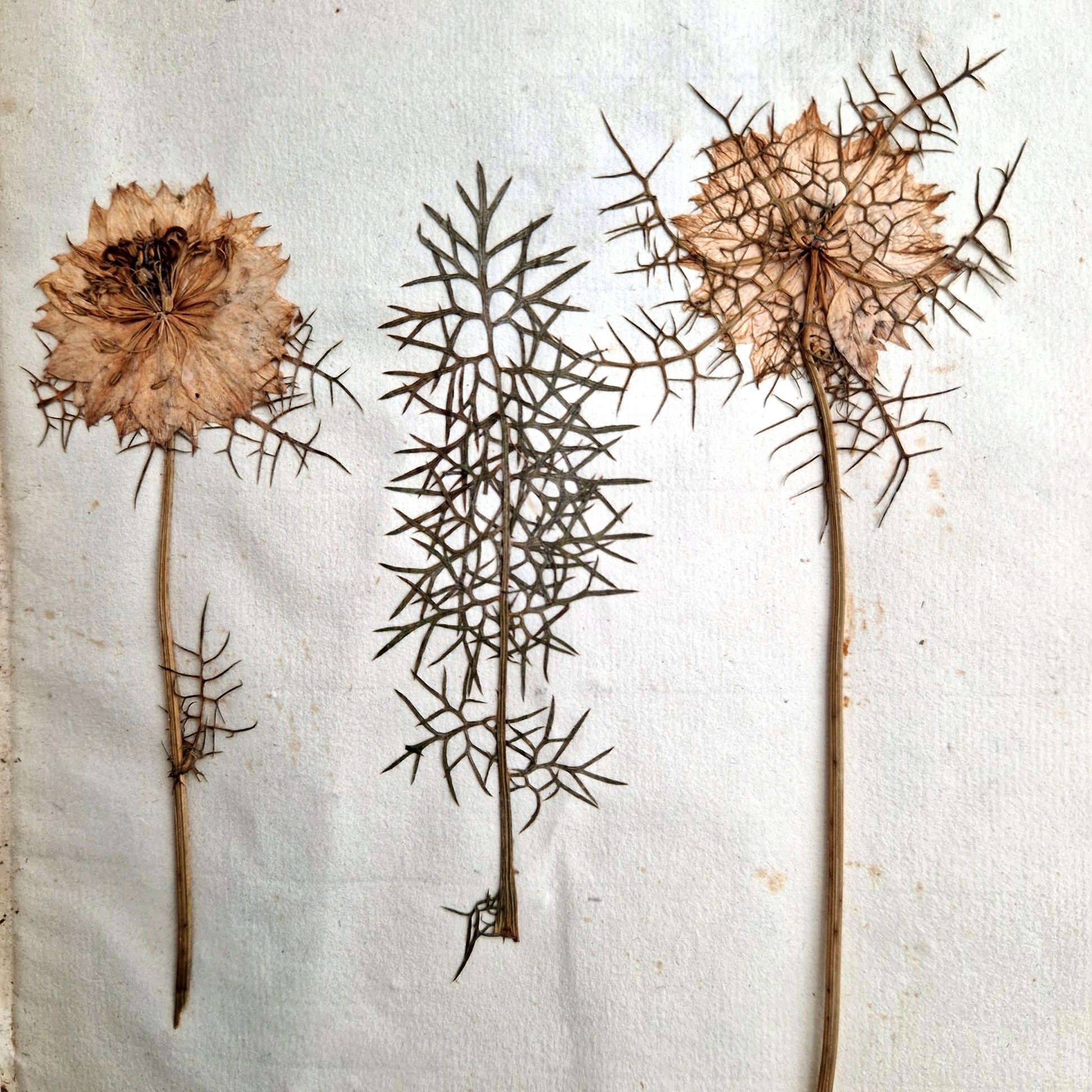 old handwritten flower herbarium book