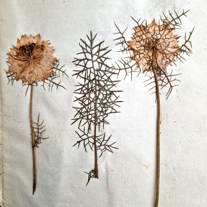 old handwritten flower herbarium book