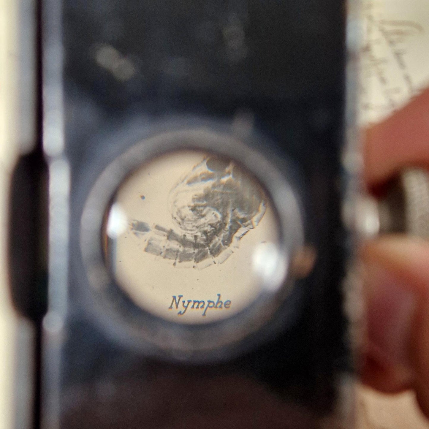 patheorama insect film