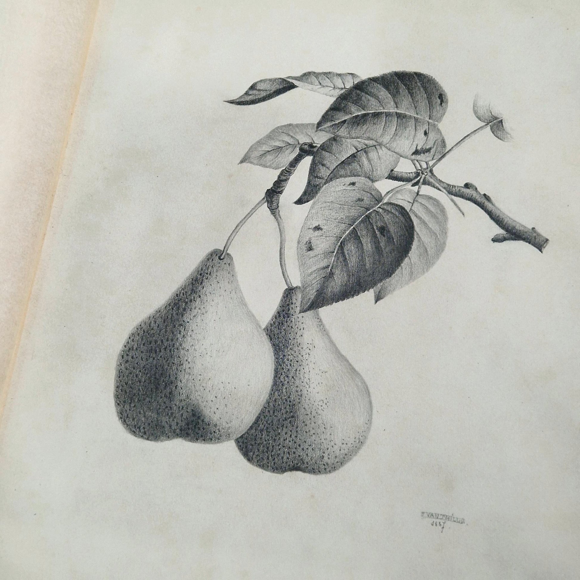 pencil study collection landscape portrait