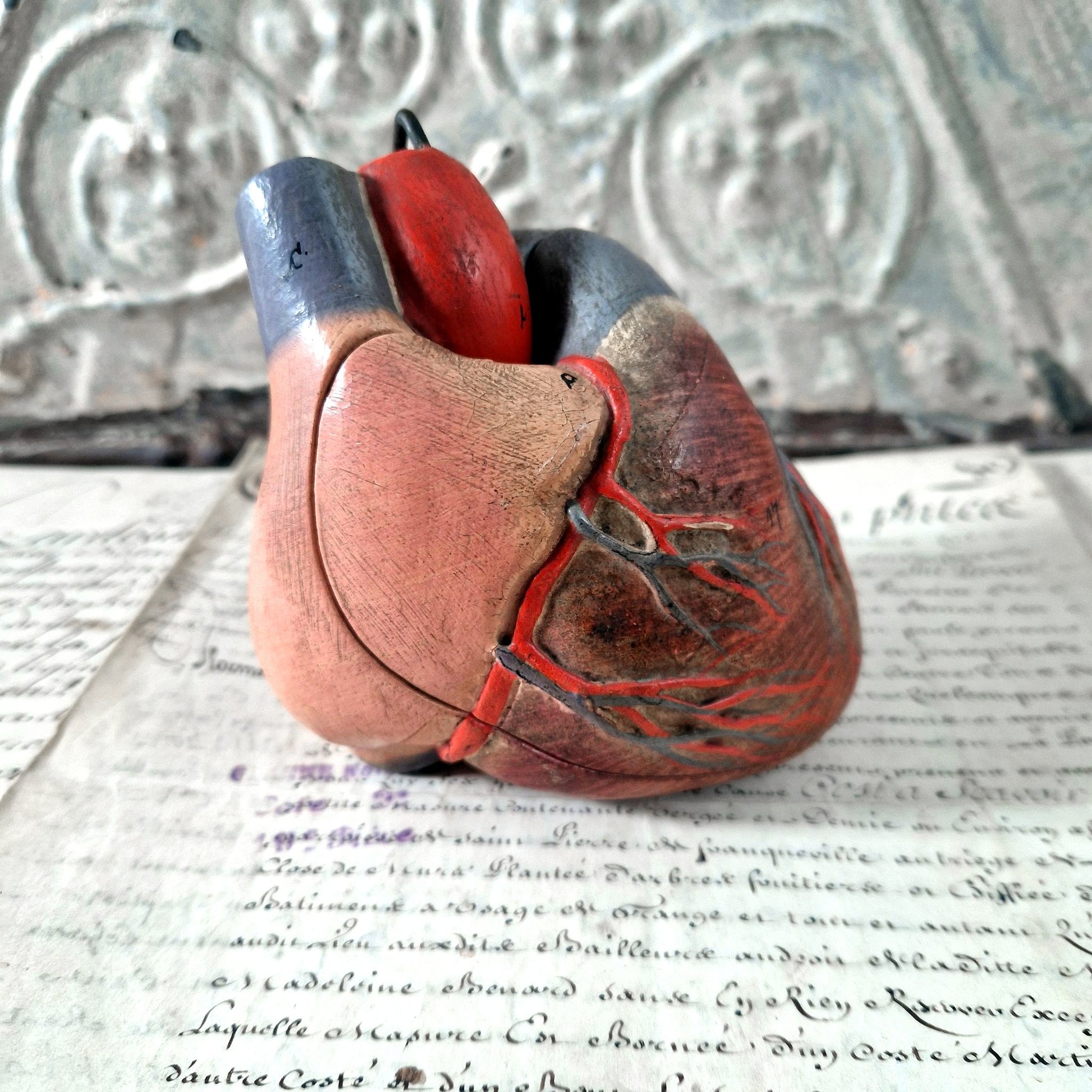 petit coeur anatomique cabinet curiosités
