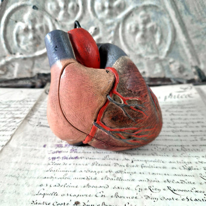 petit coeur anatomique cabinet curiosités
