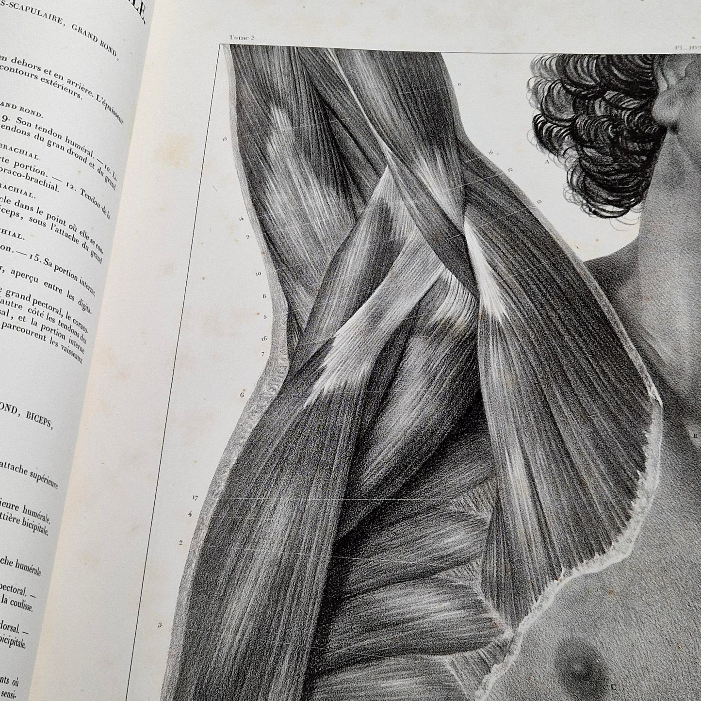 planche modeles anatomiques