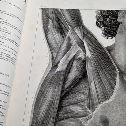 planche modeles anatomiques