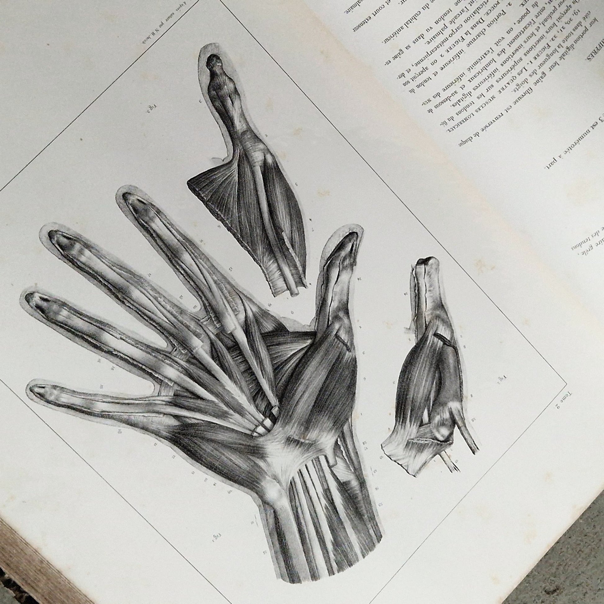 planches medecine corps humain