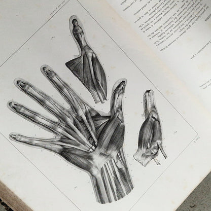 planches medecine corps humain