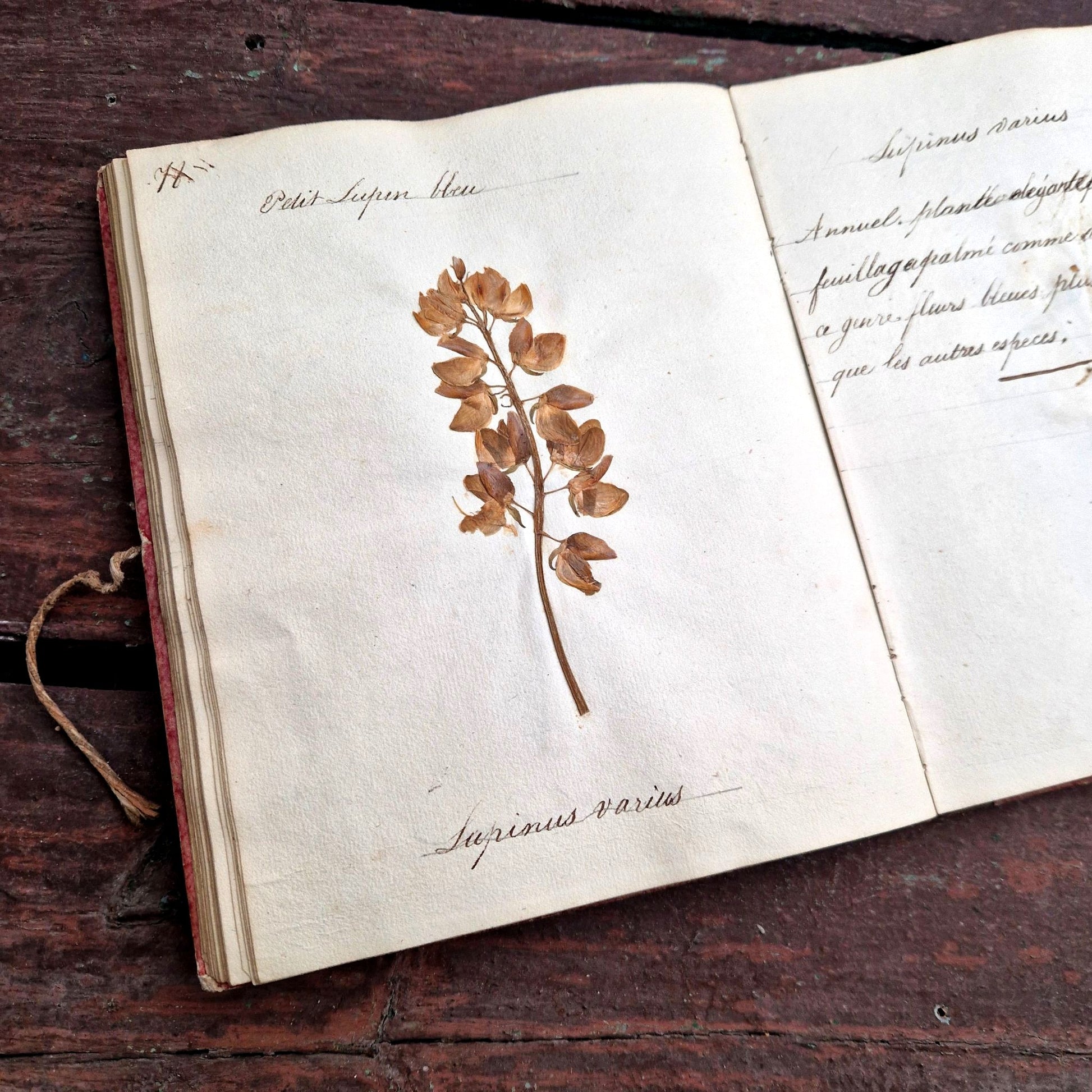 rare herbarium 1837 felicite dhoop