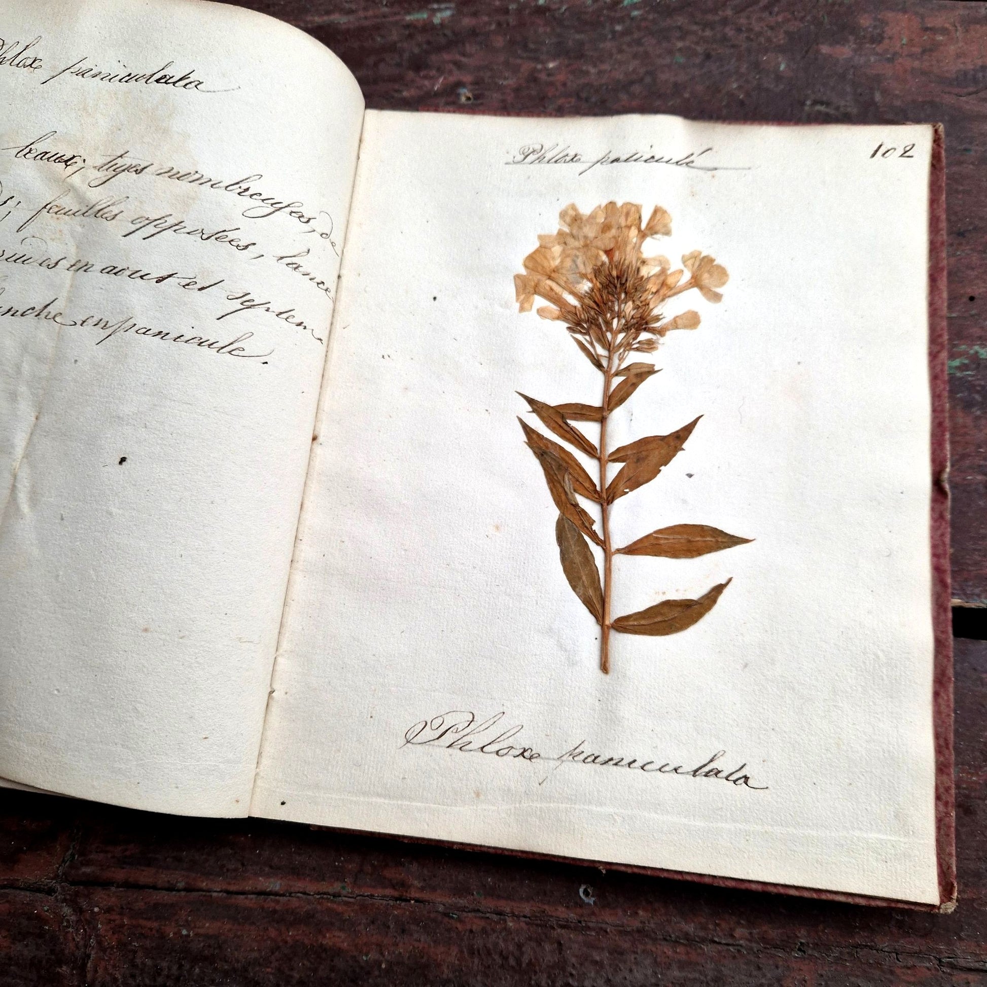 rare herbier manuscrit XIXe