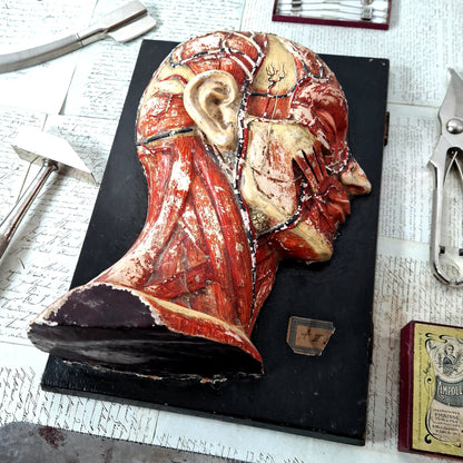 tete anatomique collection pedagogique