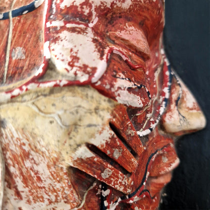 tete anatomique muscles vaisseaux xix