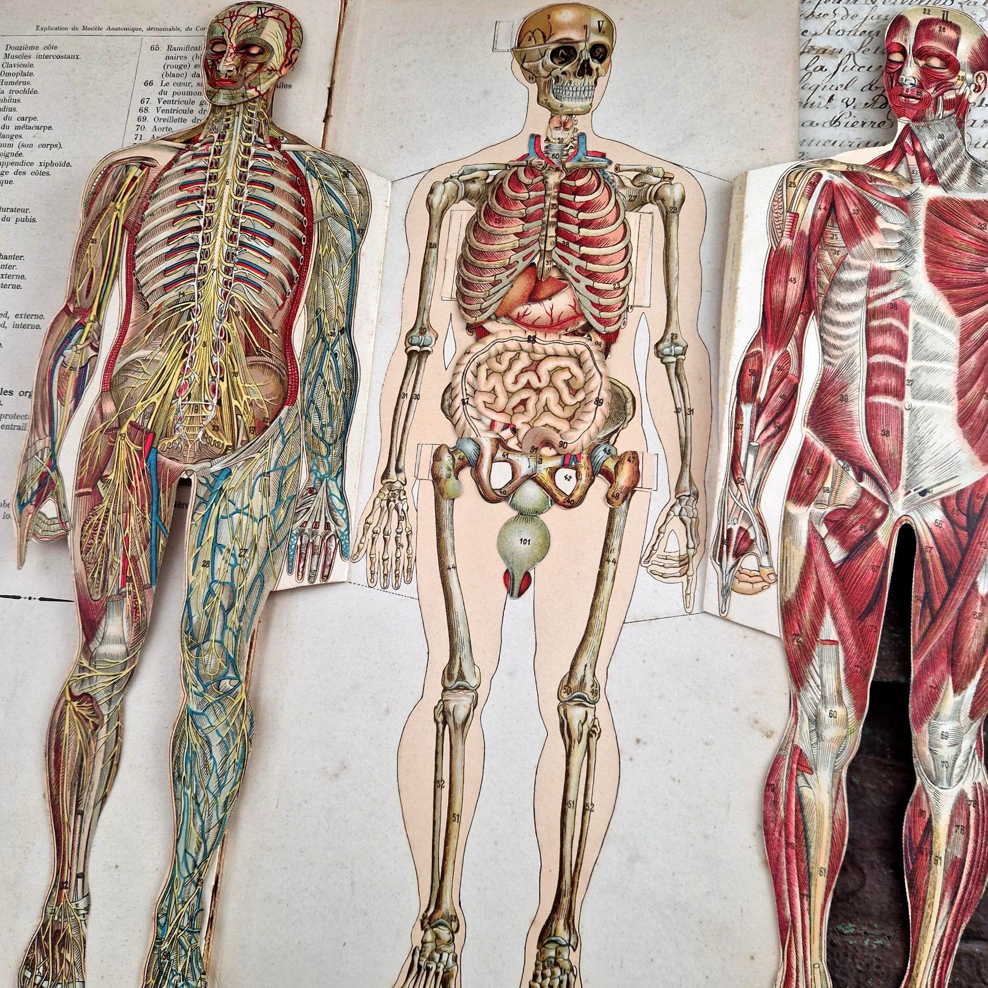 vintage anatomy folding layers vigot