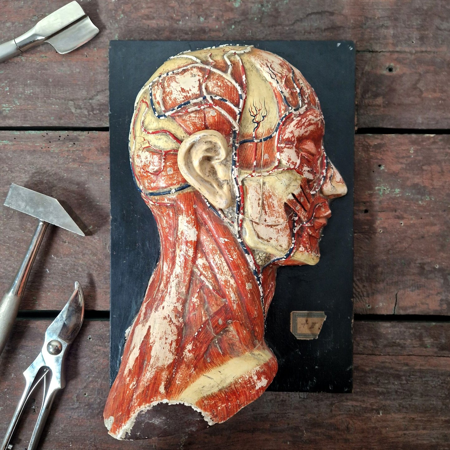 vintage anatomy muscle face teaching